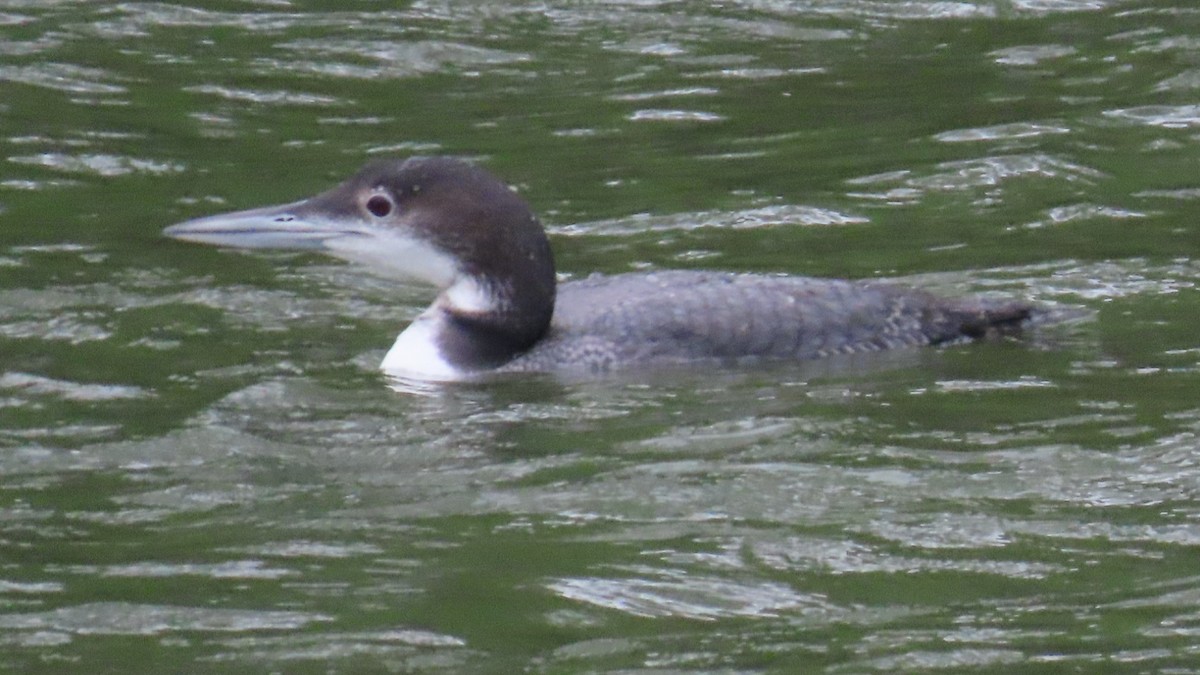 Common Loon - ML633993468