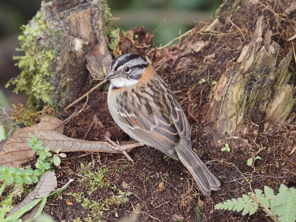 Rufous-collared Sparrow - ML633993477