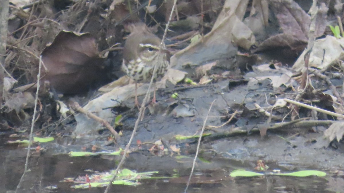 Northern Waterthrush - ML633993497
