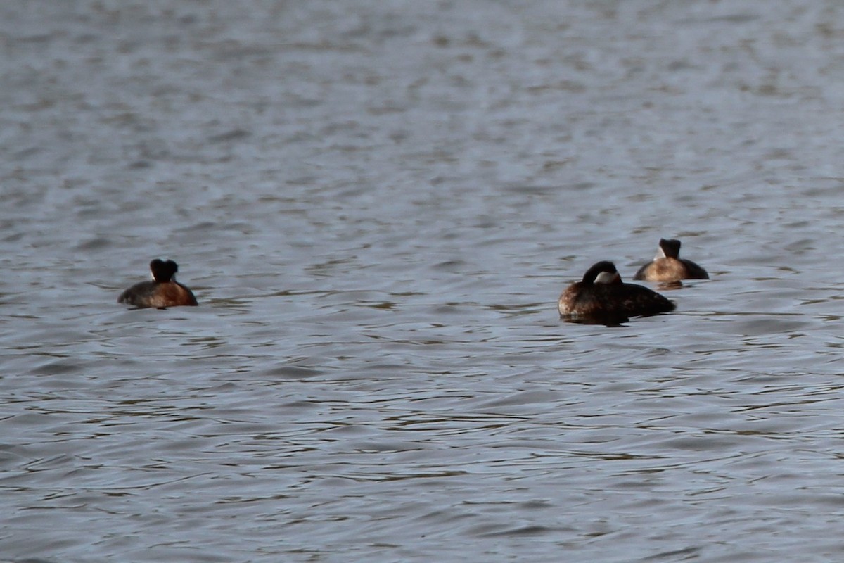 Red-necked Grebe - ML633993512