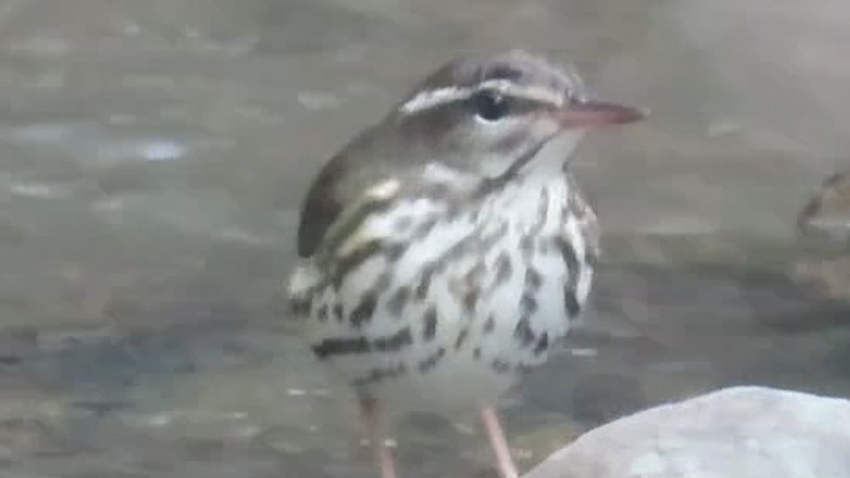 Louisiana Waterthrush - ML633993513