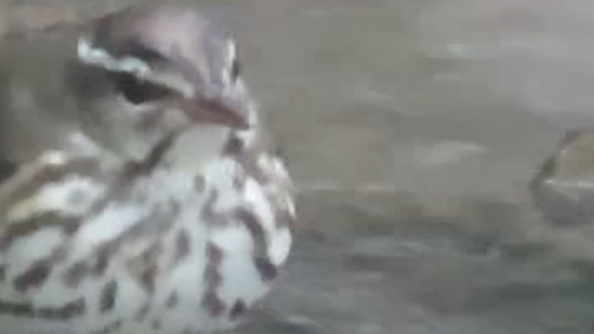 Louisiana Waterthrush - ML633993514