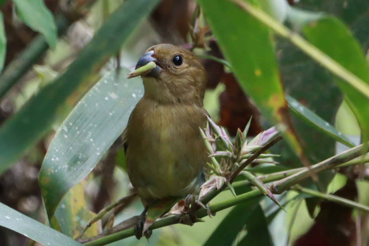 Temminck's Seedeater - ML633993527