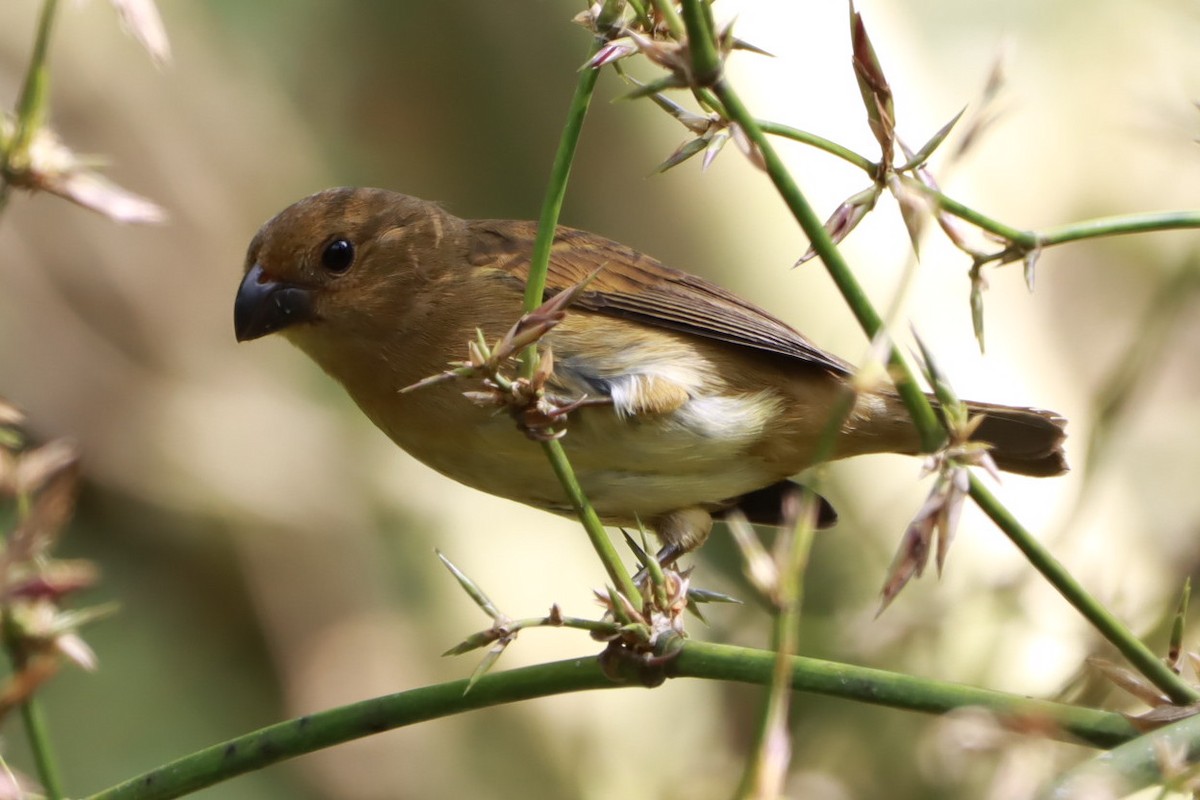 Temminck's Seedeater - ML633993544