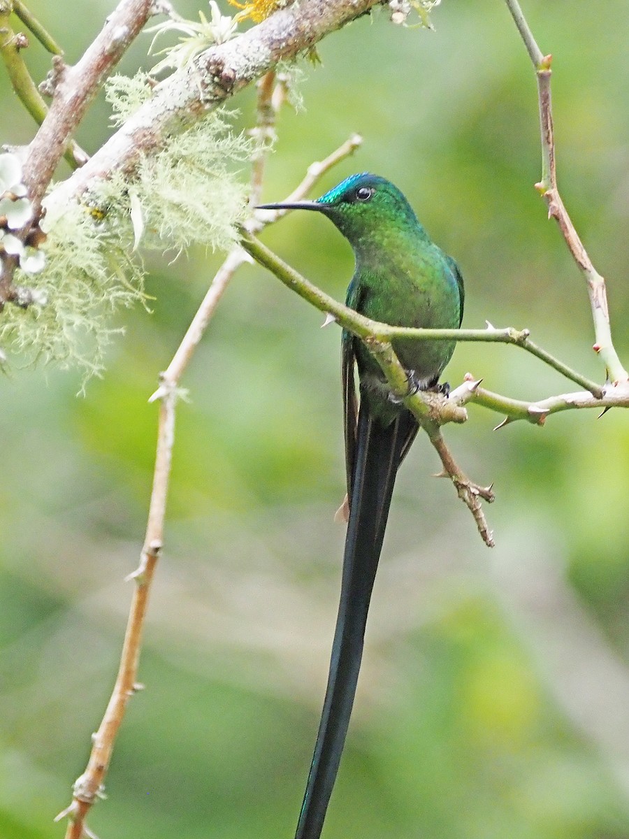 Long-tailed Sylph - ML633993547