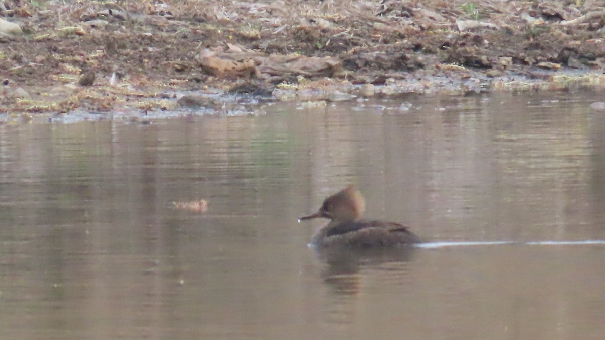 Hooded Merganser - ML633993550
