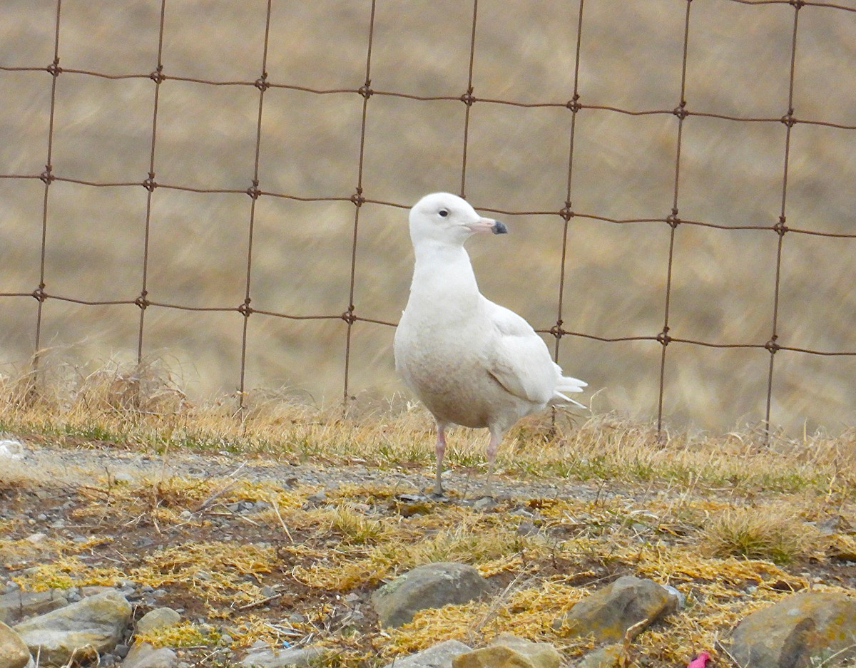 Glaucous Gull - ML633993569
