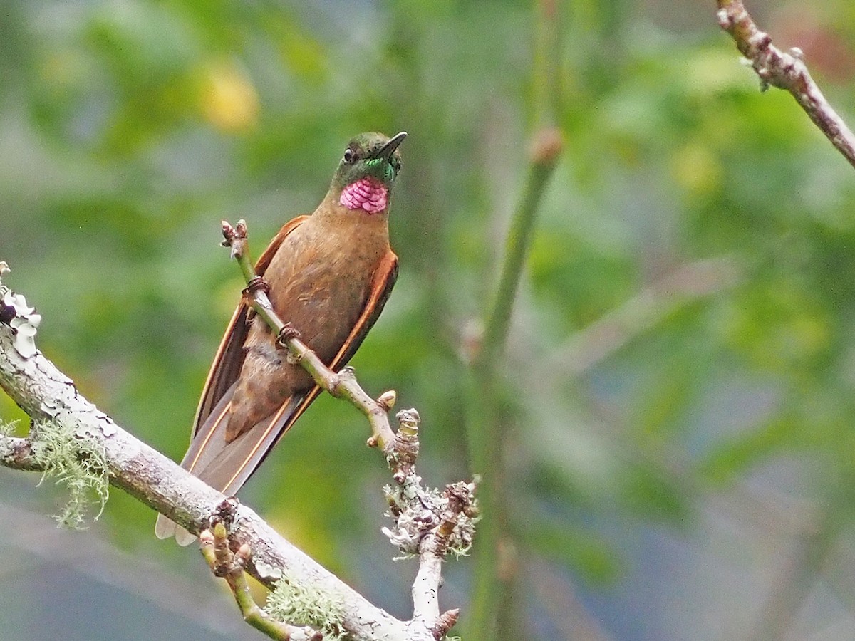Fawn-breasted Brilliant - ML633993585