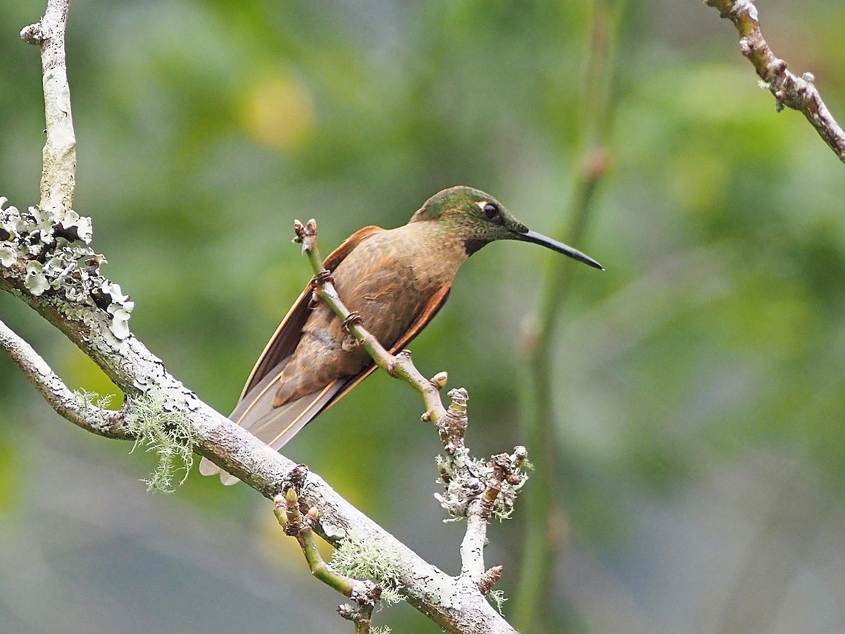 Fawn-breasted Brilliant - ML633993586
