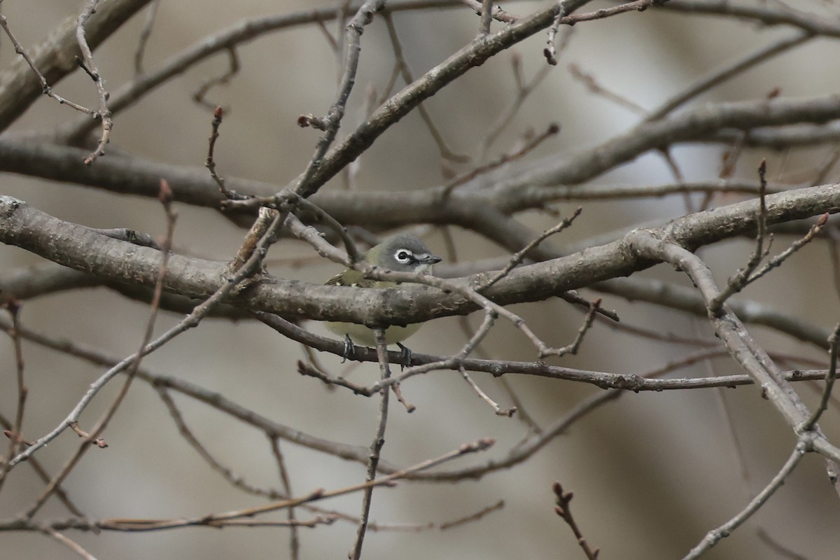 Blue-headed Vireo - ML633993596