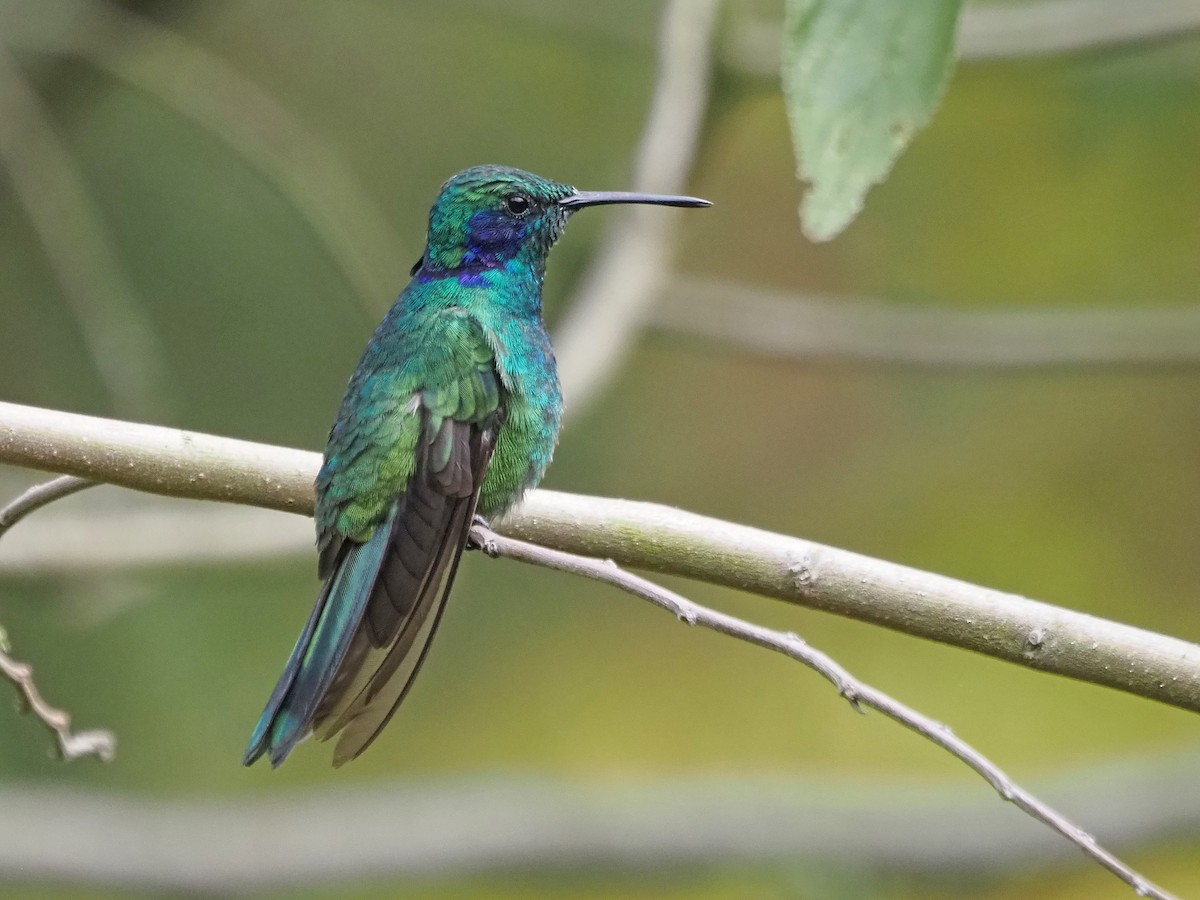 Lesser Violetear - ML633993603