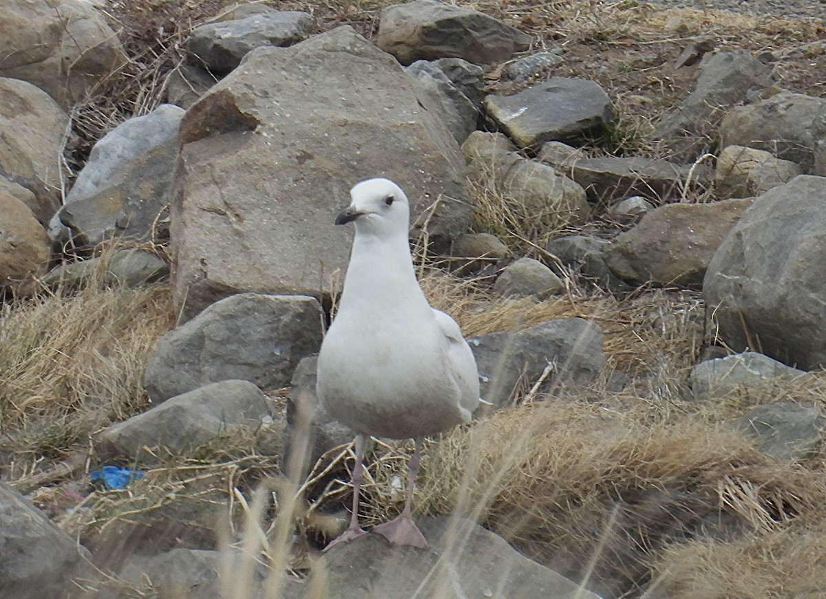Iceland Gull - ML633993605
