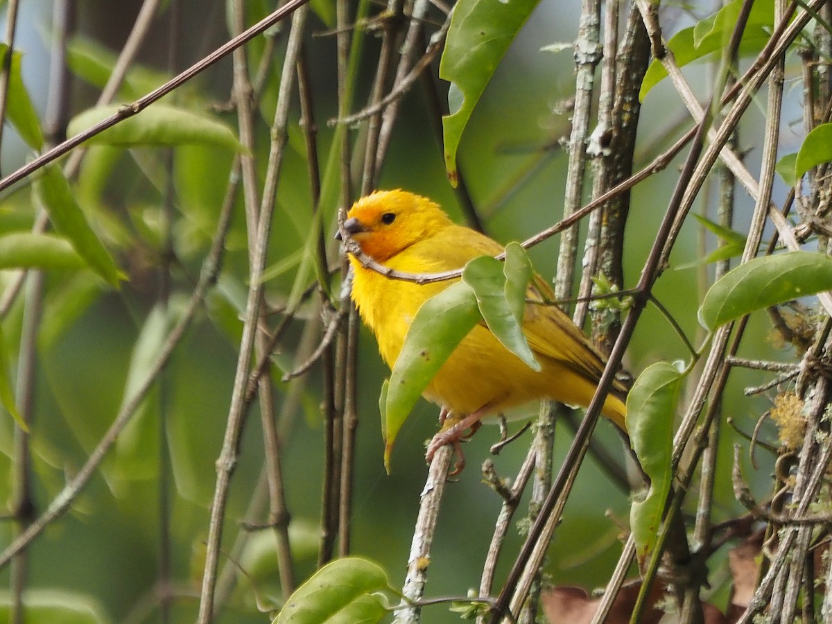Saffron Finch - ML633993679