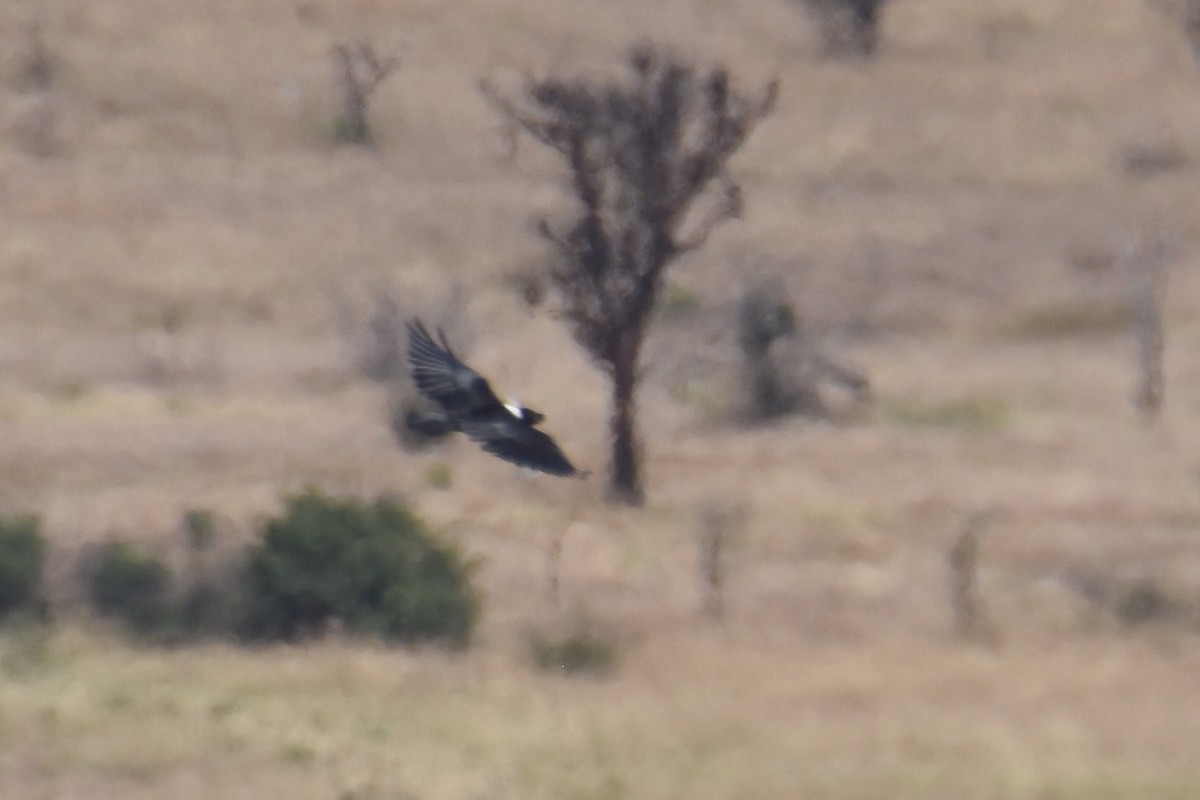 White-necked Raven - ML633993720