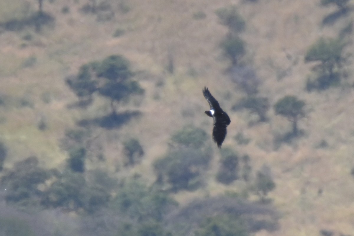 White-necked Raven - ML633993721