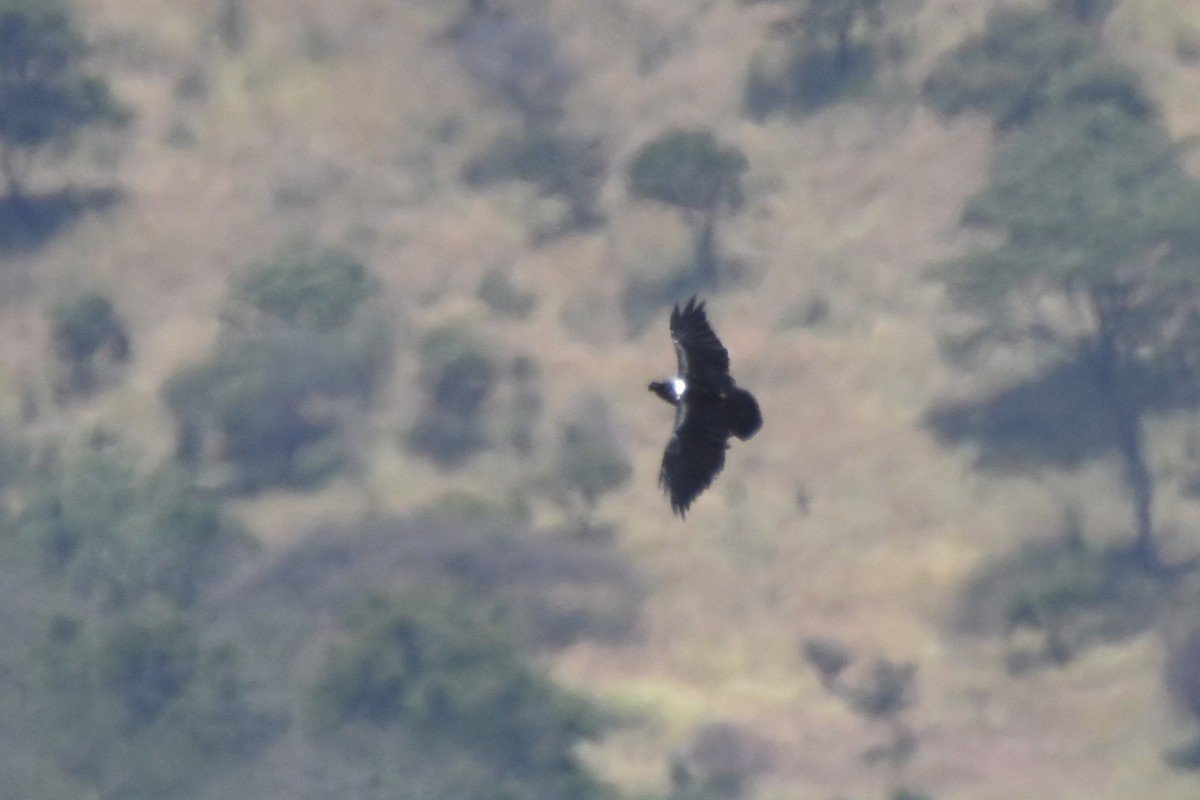 White-necked Raven - ML633993722