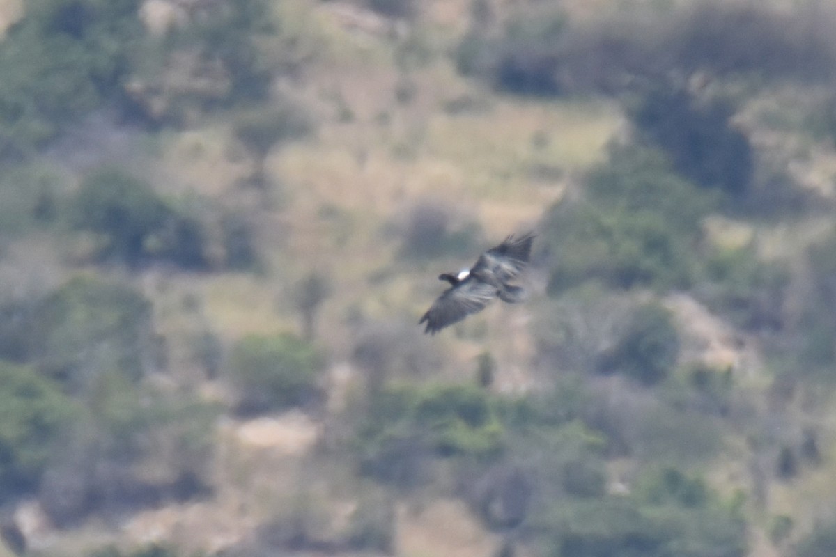 White-necked Raven - ML633993723
