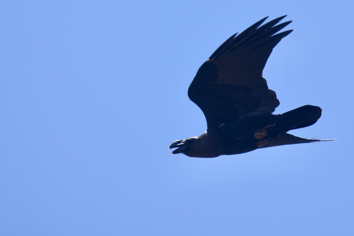 White-necked Raven - ML633993796