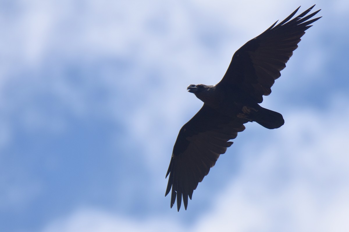 White-necked Raven - ML633993797