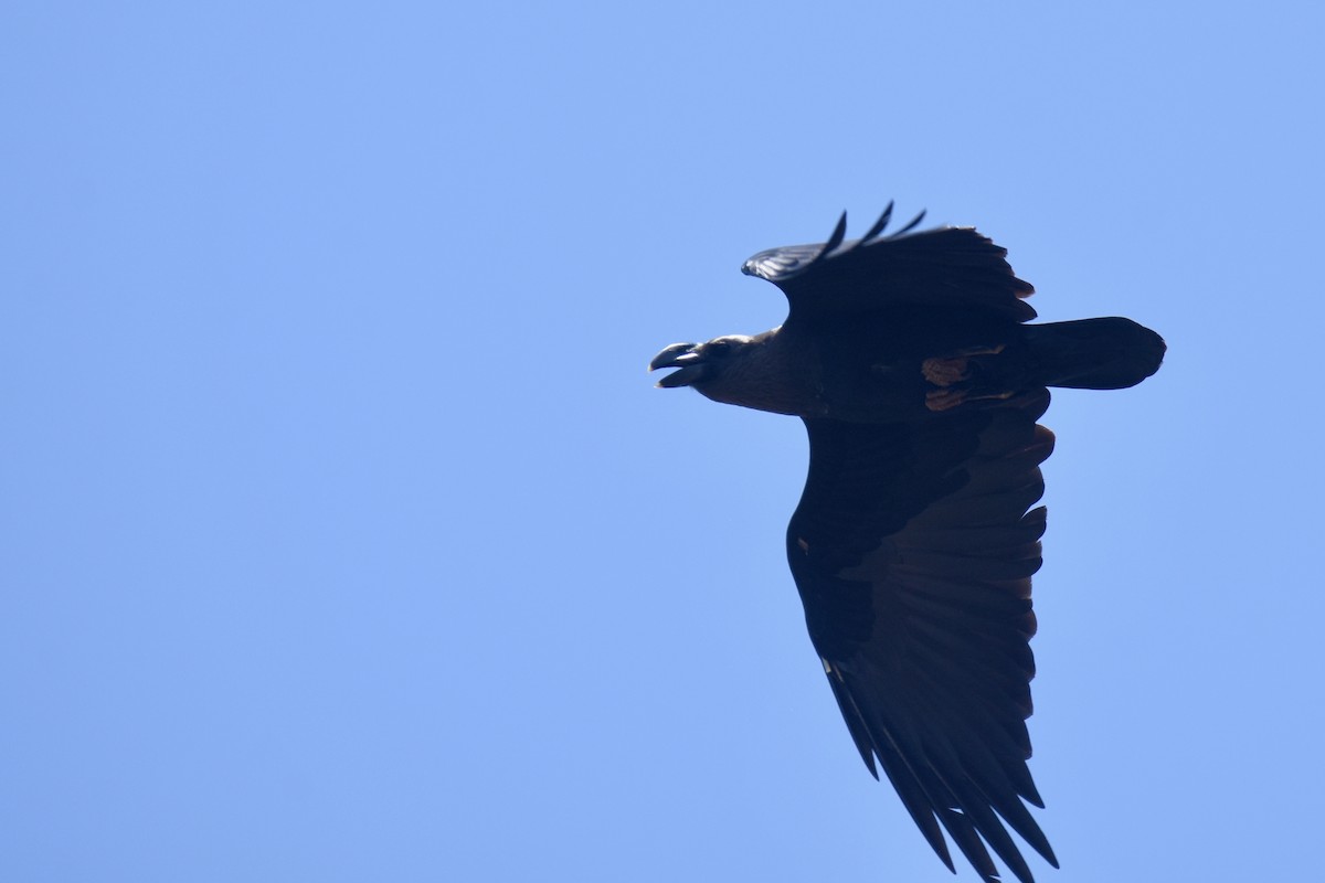White-necked Raven - ML633993798