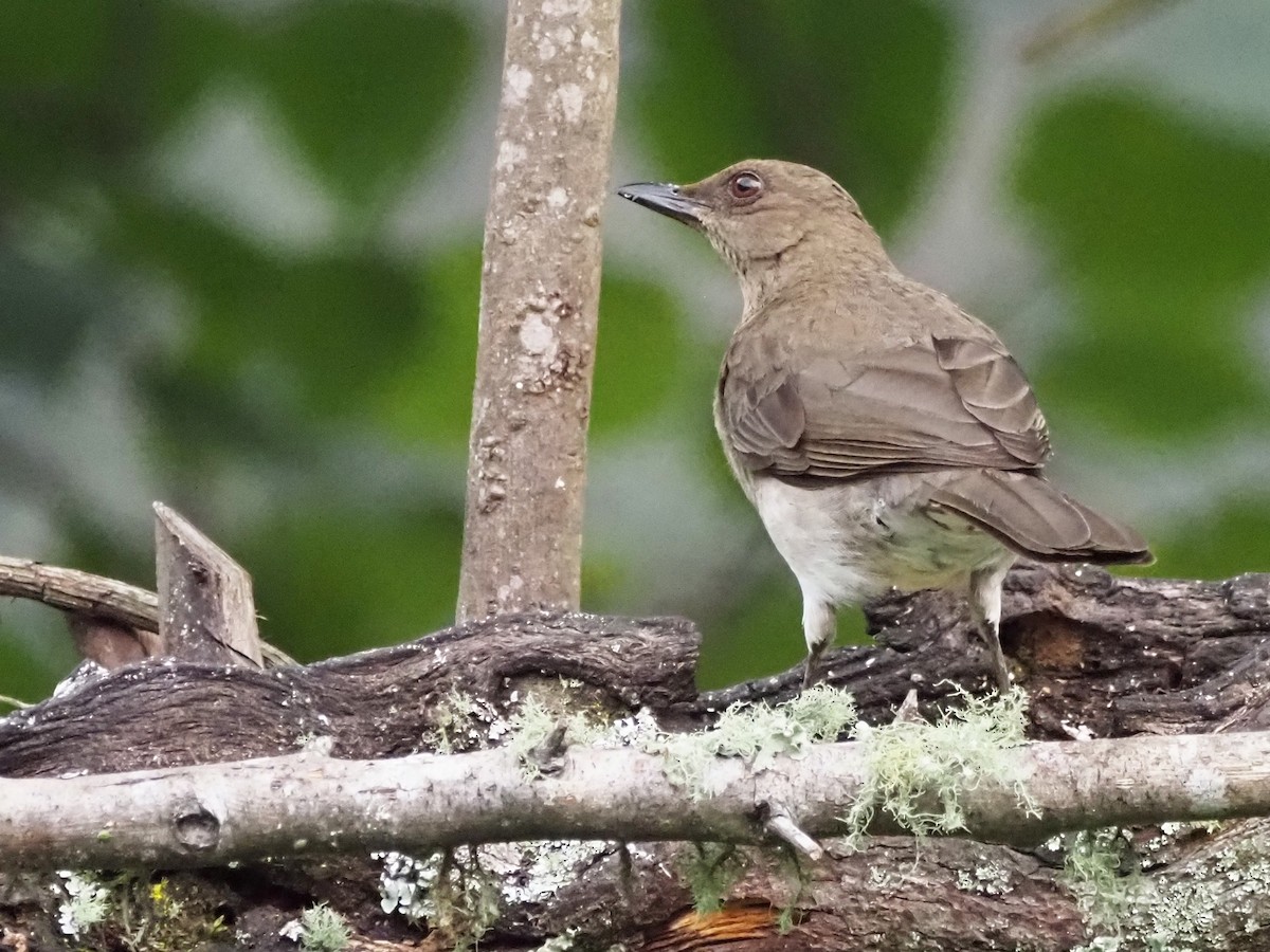 Black-billed Thrush - ML633993803