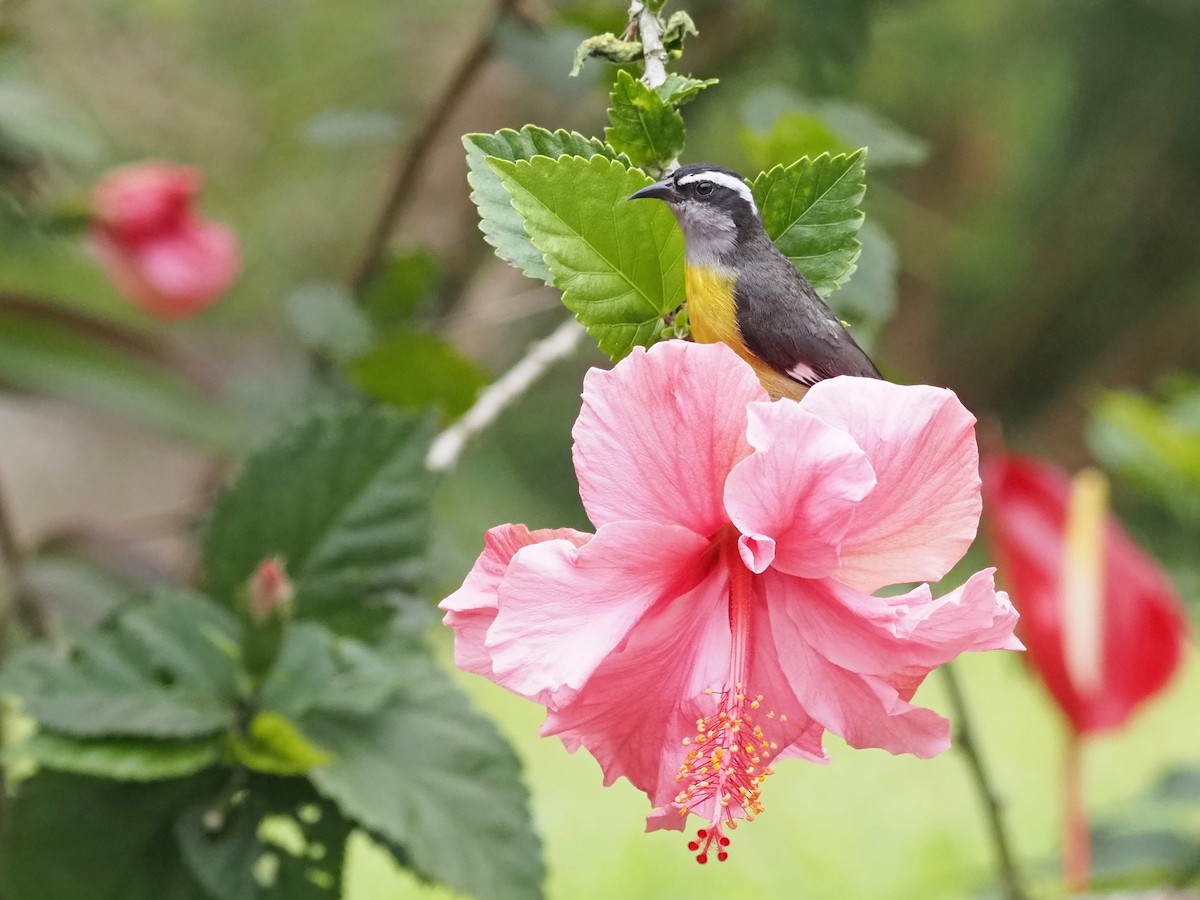 Bananaquit - ML633993889