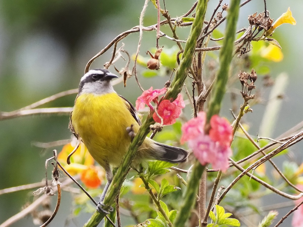 Bananaquit - ML633993891