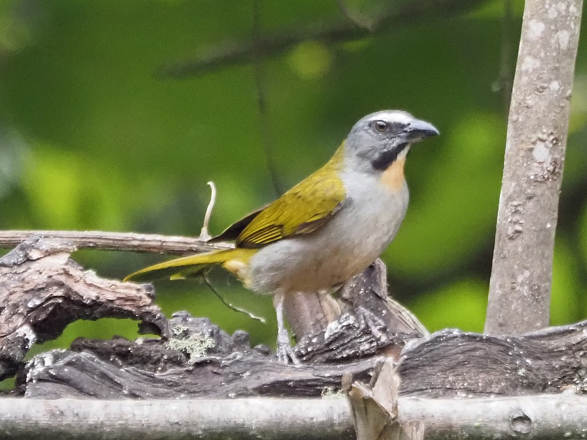 Buff-throated Saltator - ML633993920