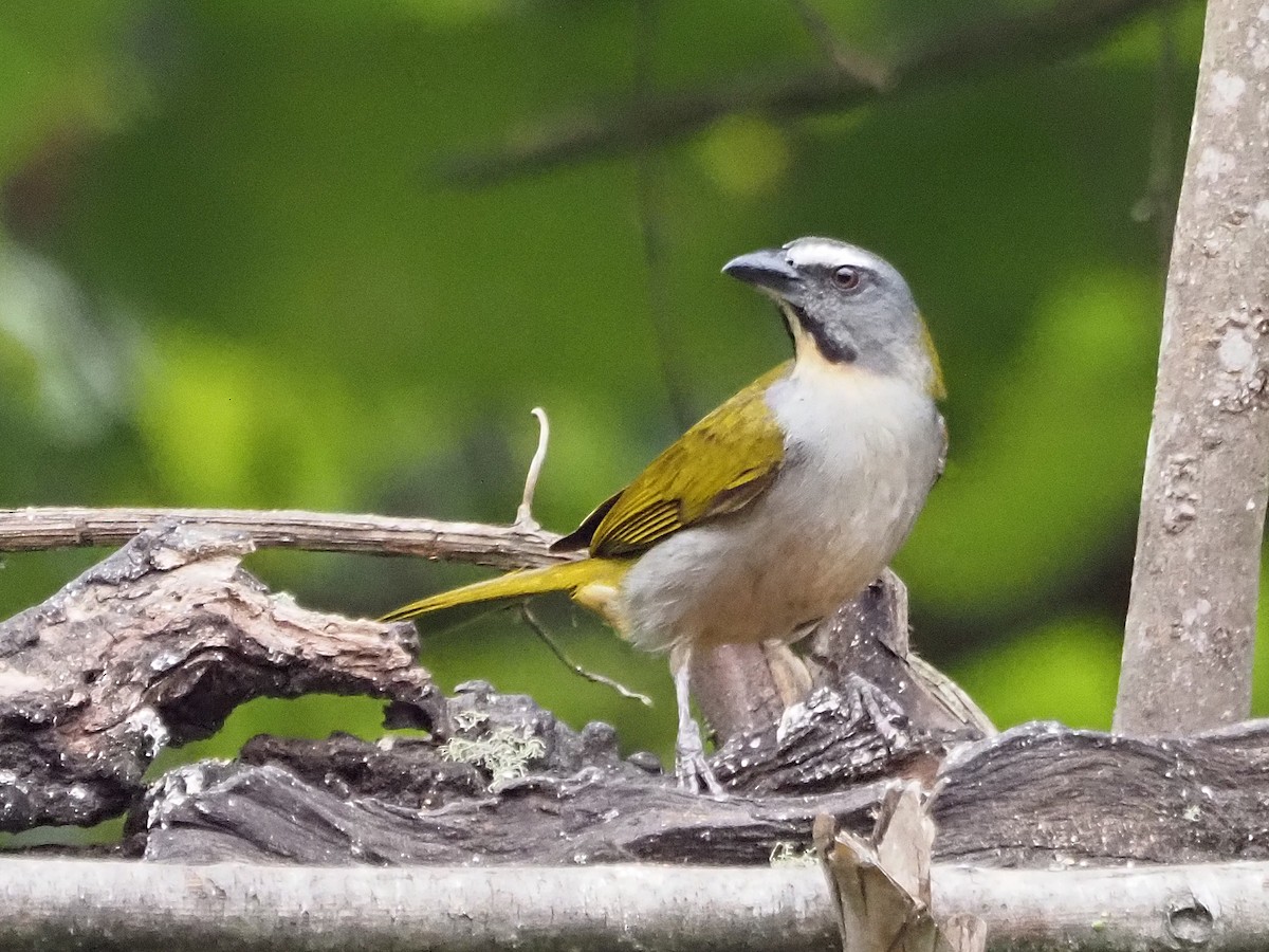 Buff-throated Saltator - ML633993921