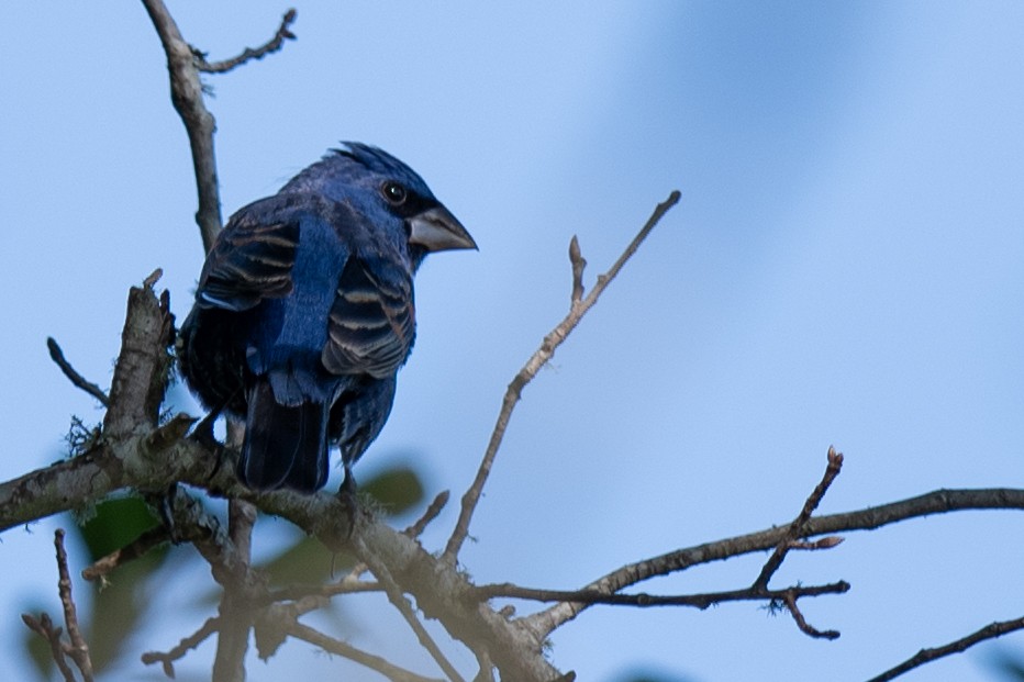 Blue Grosbeak - ML633993936