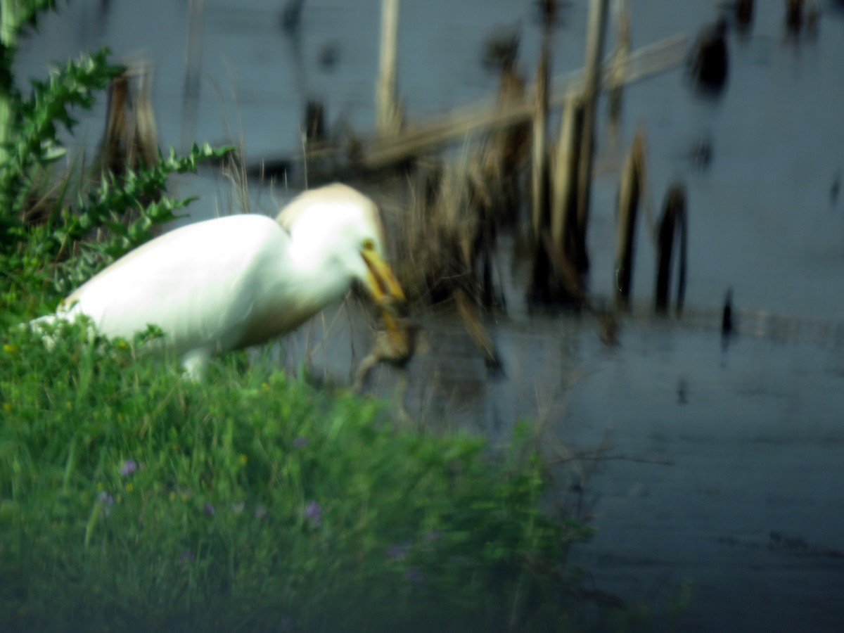 Western Cattle-Egret - ML633993942