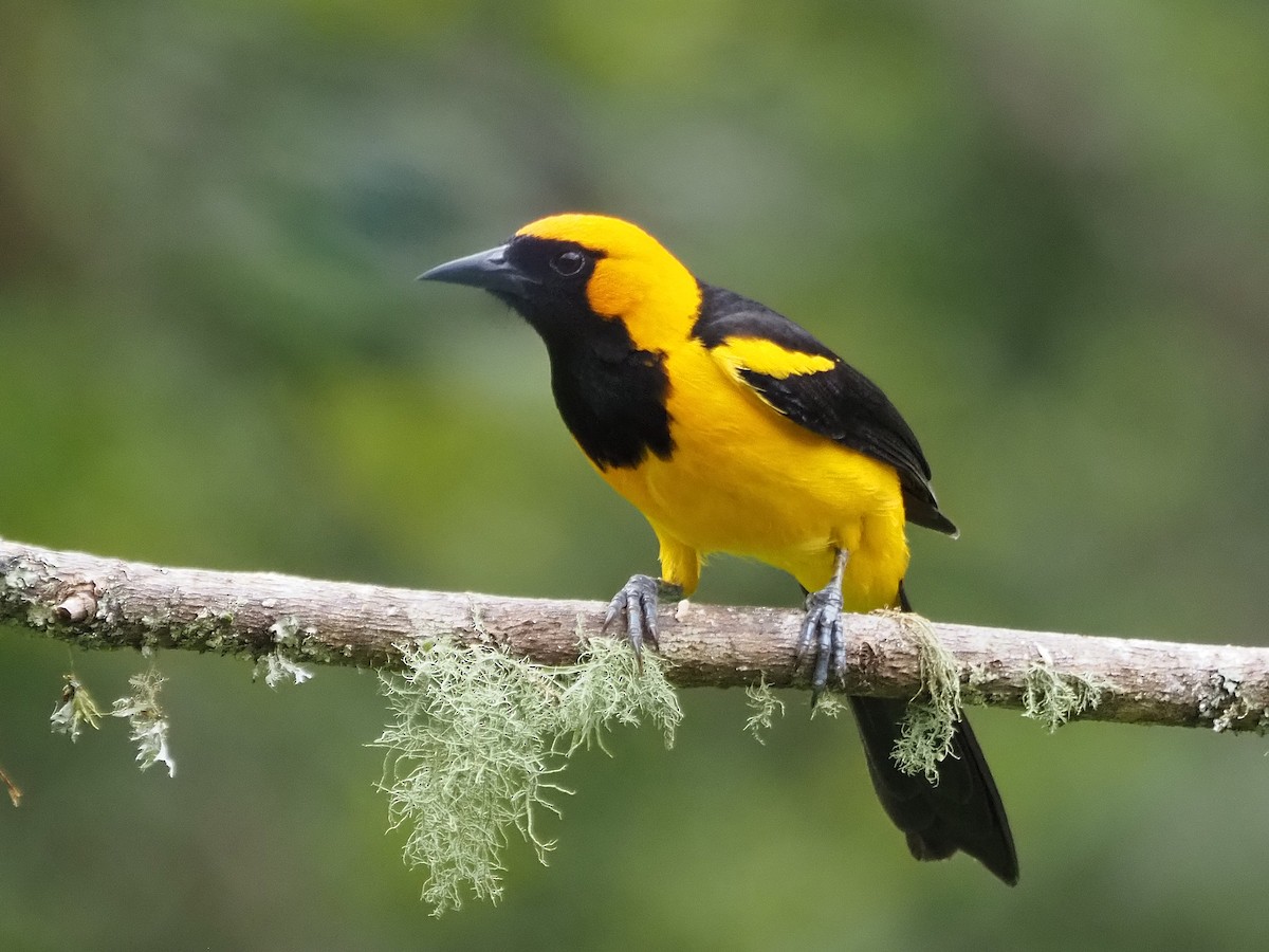 Orange-crowned Oriole - ML633993948