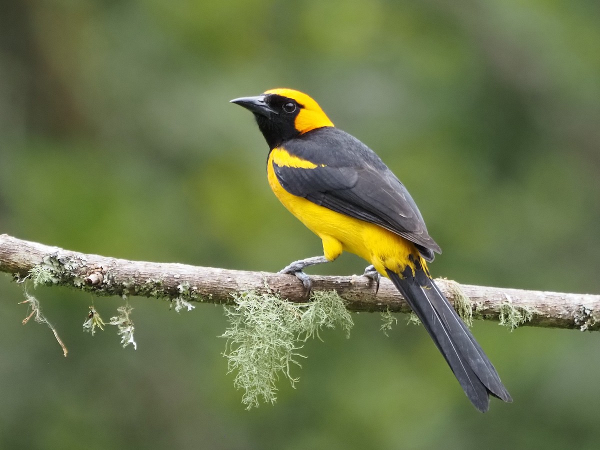 Orange-crowned Oriole - ML633993949