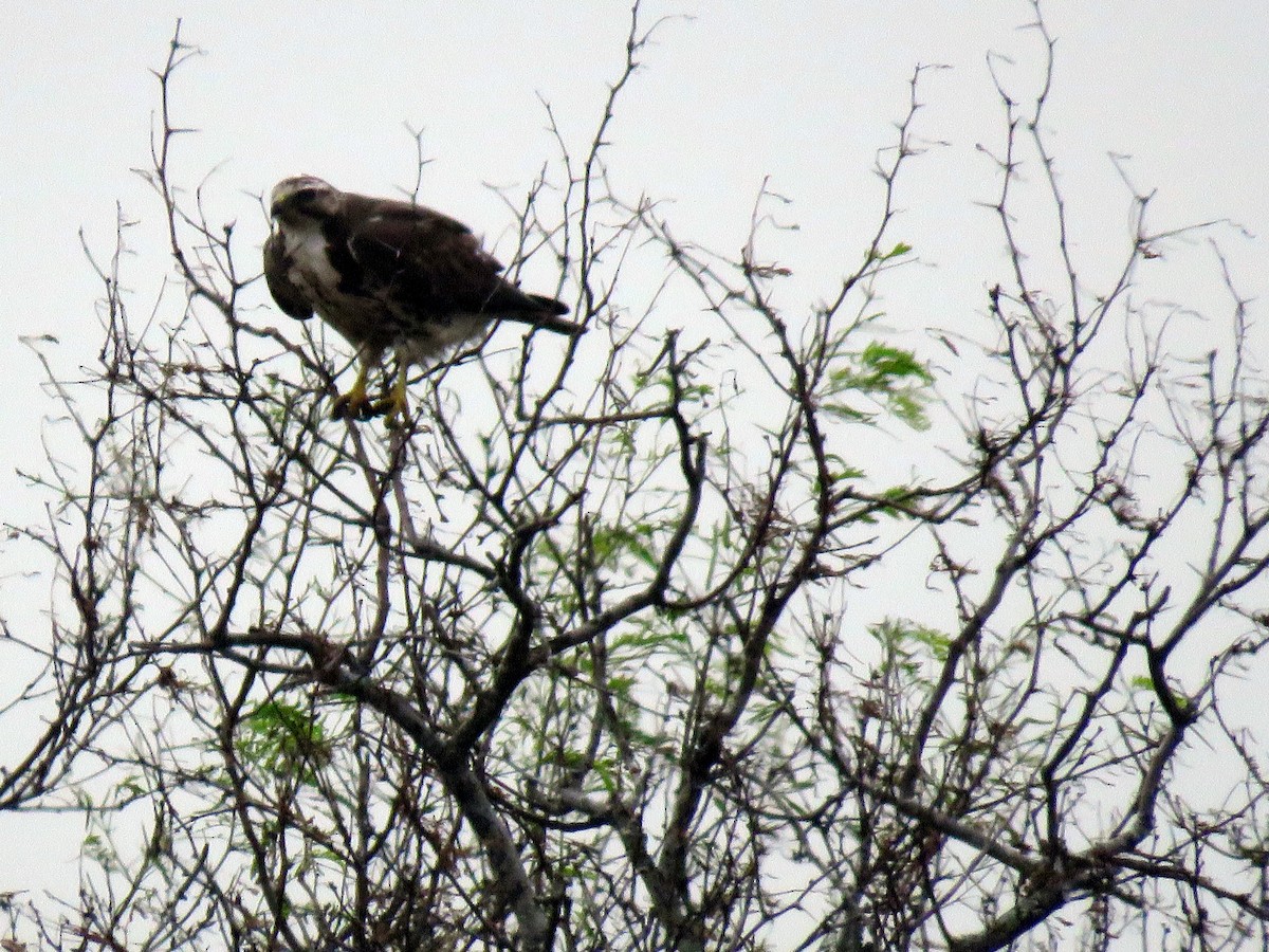 White-tailed Hawk - ML633994005