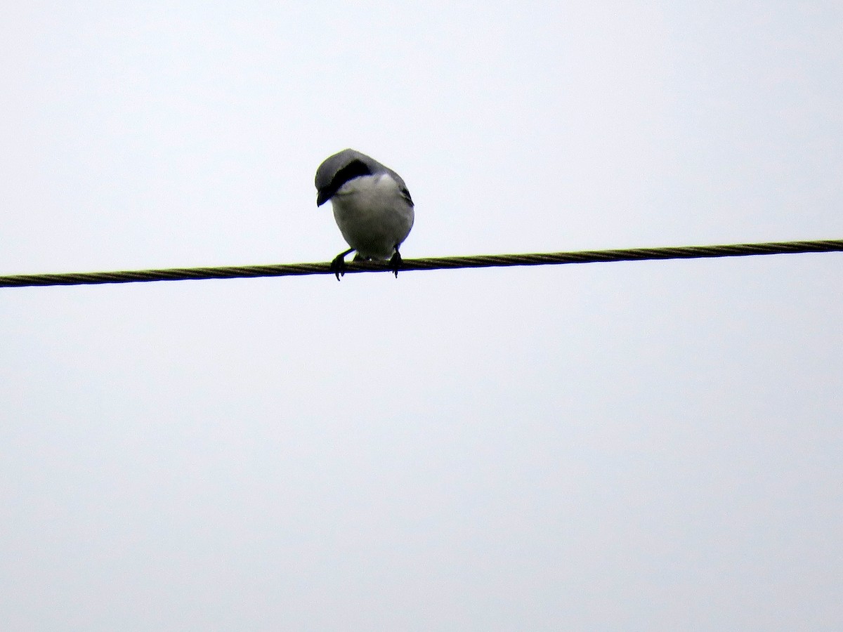 Loggerhead Shrike - ML633994024