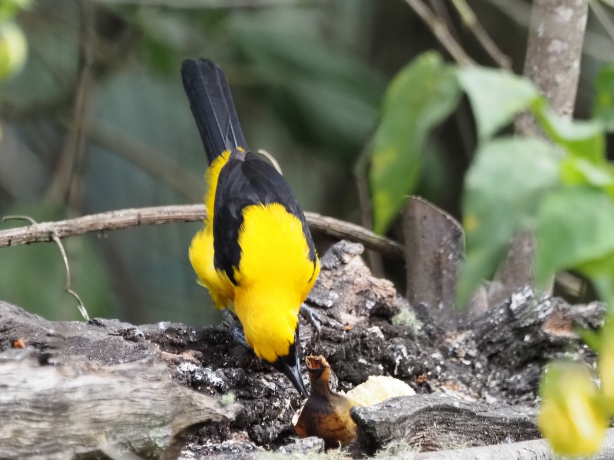 Yellow-backed Oriole - ML633994045