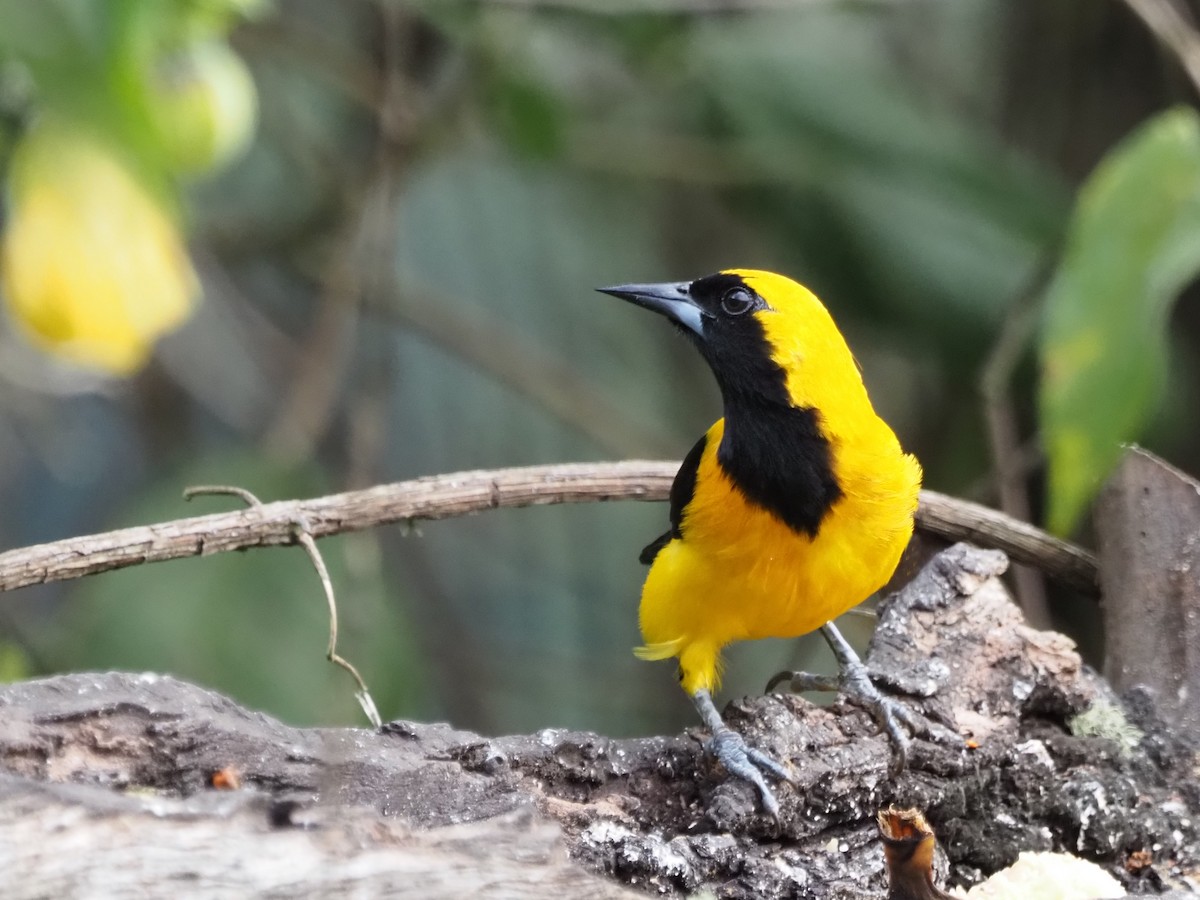 Yellow-backed Oriole - ML633994046