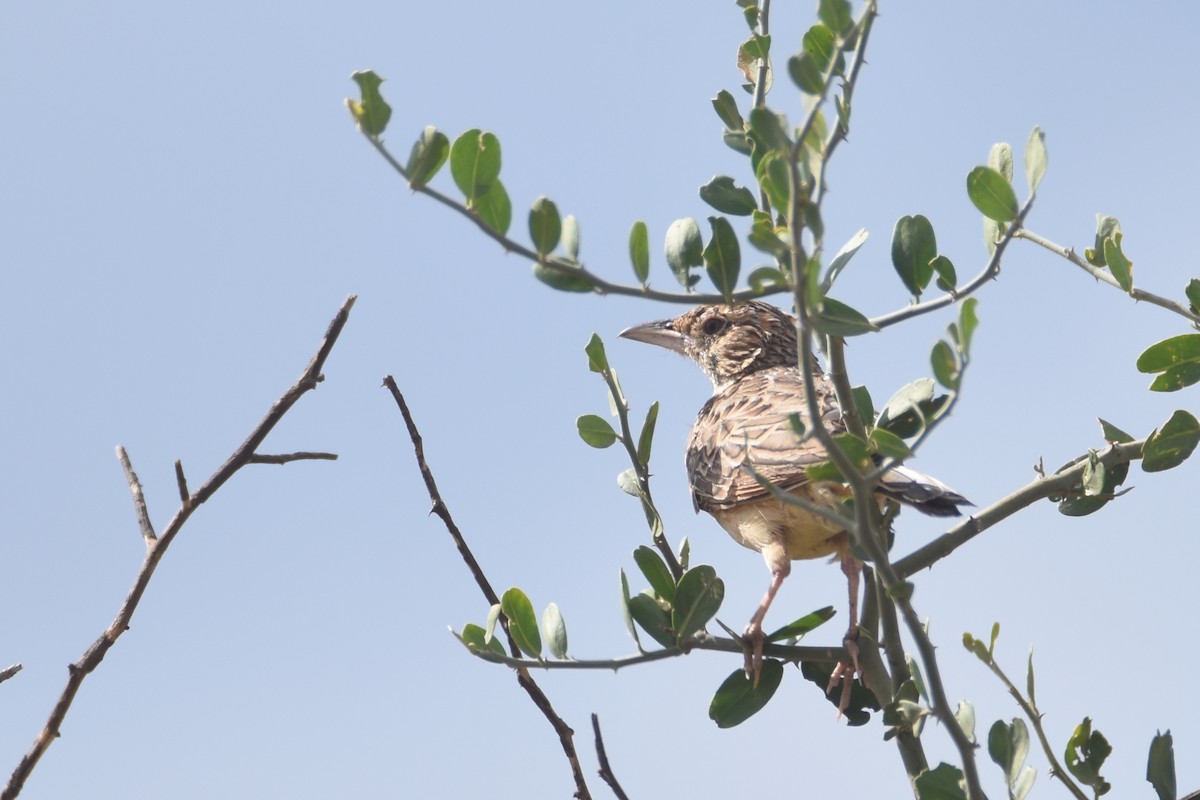 Red-winged Lark - ML633994065