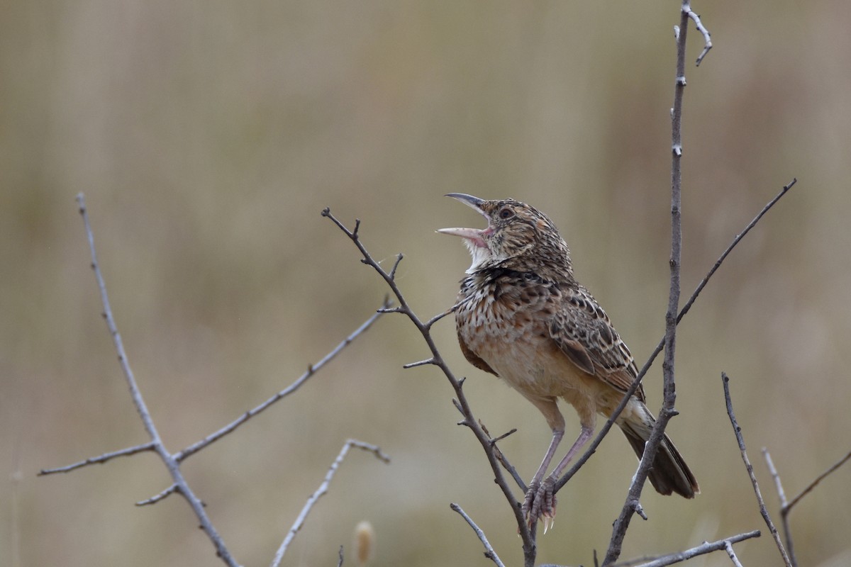 Red-winged Lark - ML633994067