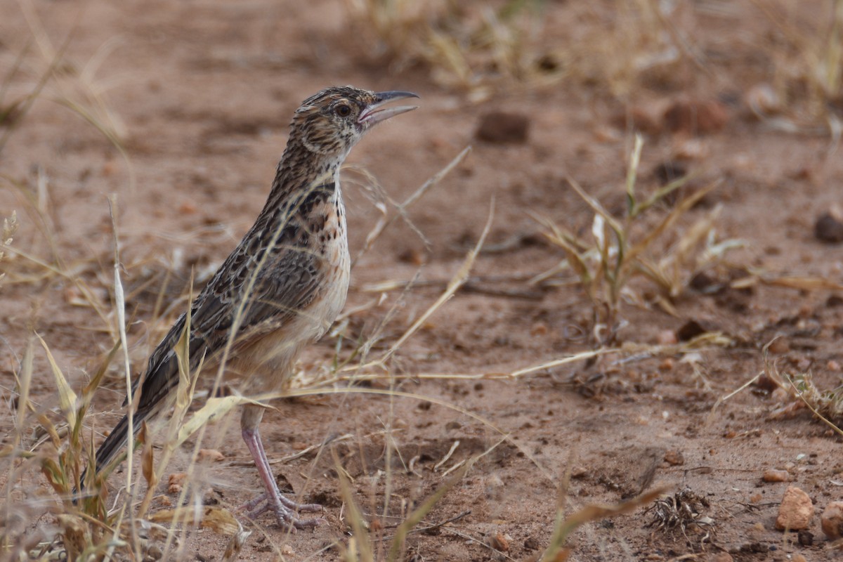 Red-winged Lark - ML633994068