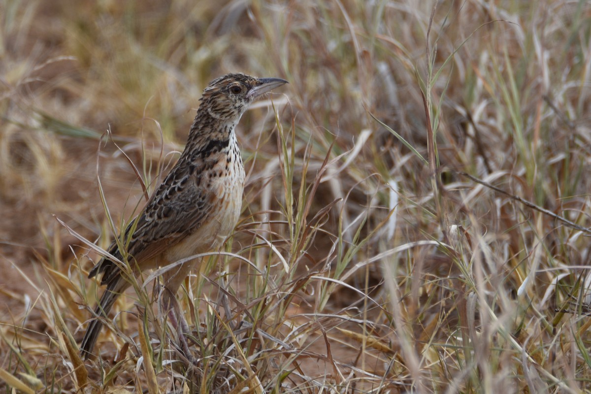 Red-winged Lark - ML633994069