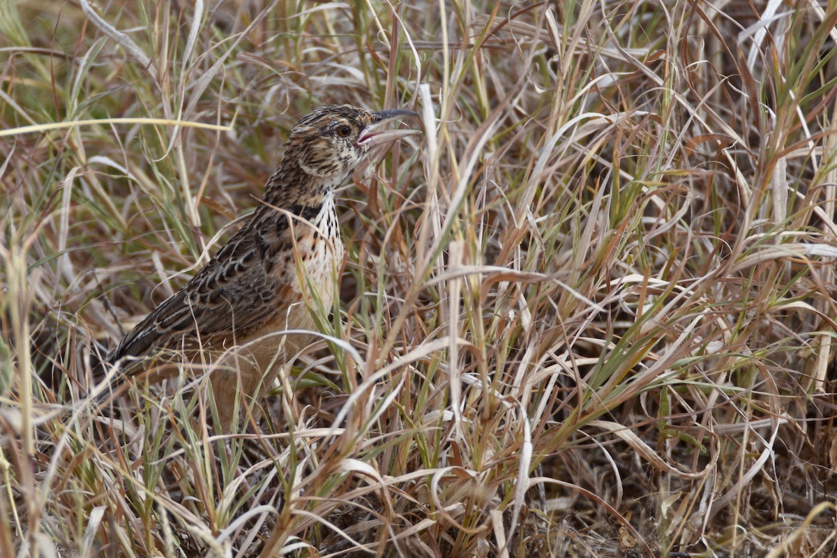 Red-winged Lark - ML633994072
