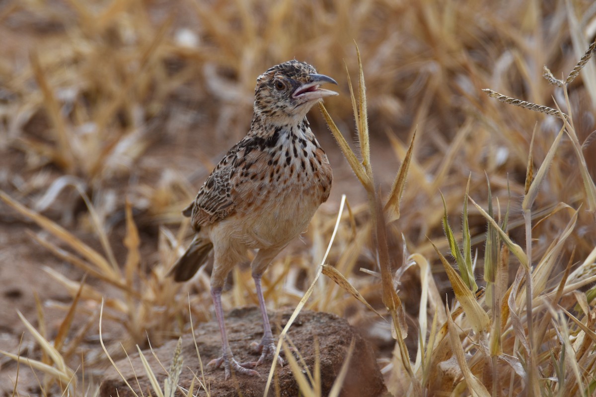Red-winged Lark - ML633994073