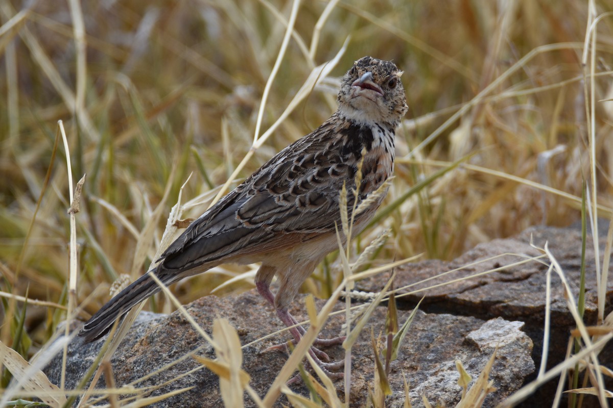Red-winged Lark - ML633994074