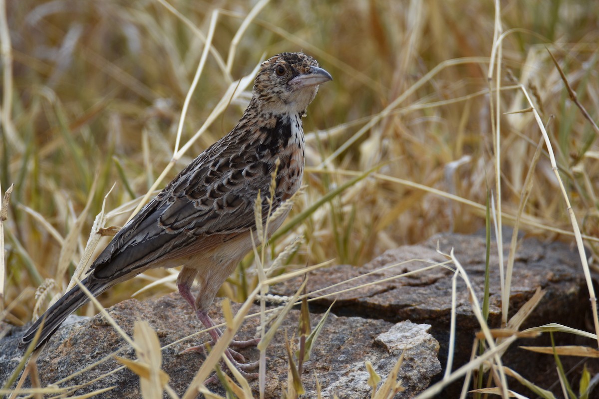 Red-winged Lark - ML633994075