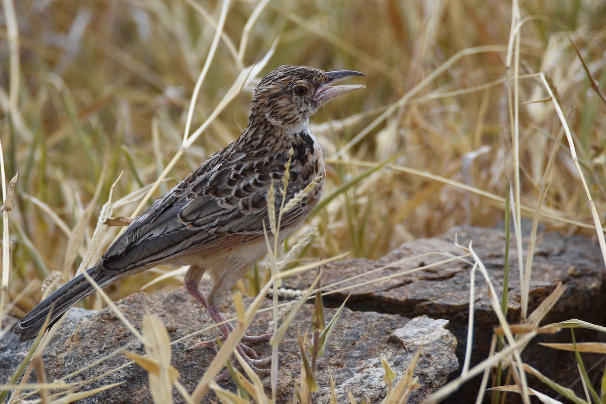 Red-winged Lark - ML633994076
