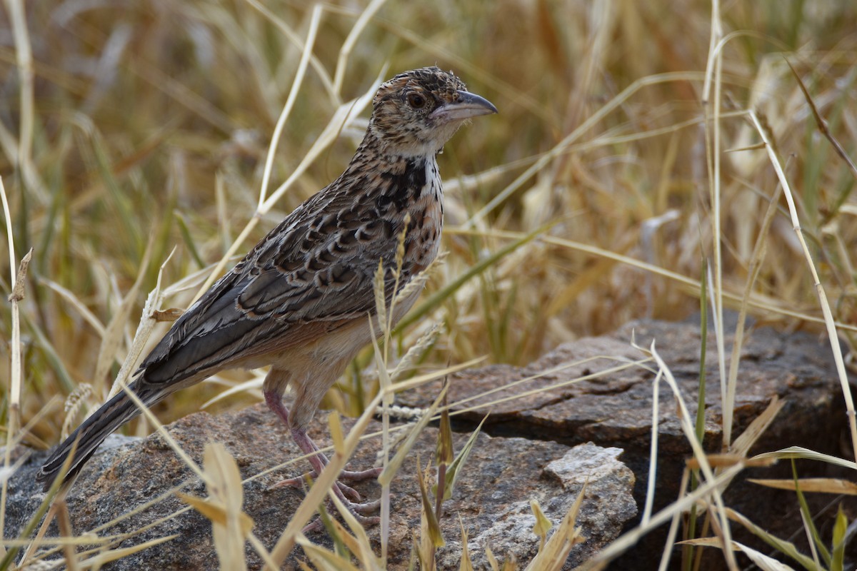 Red-winged Lark - ML633994077