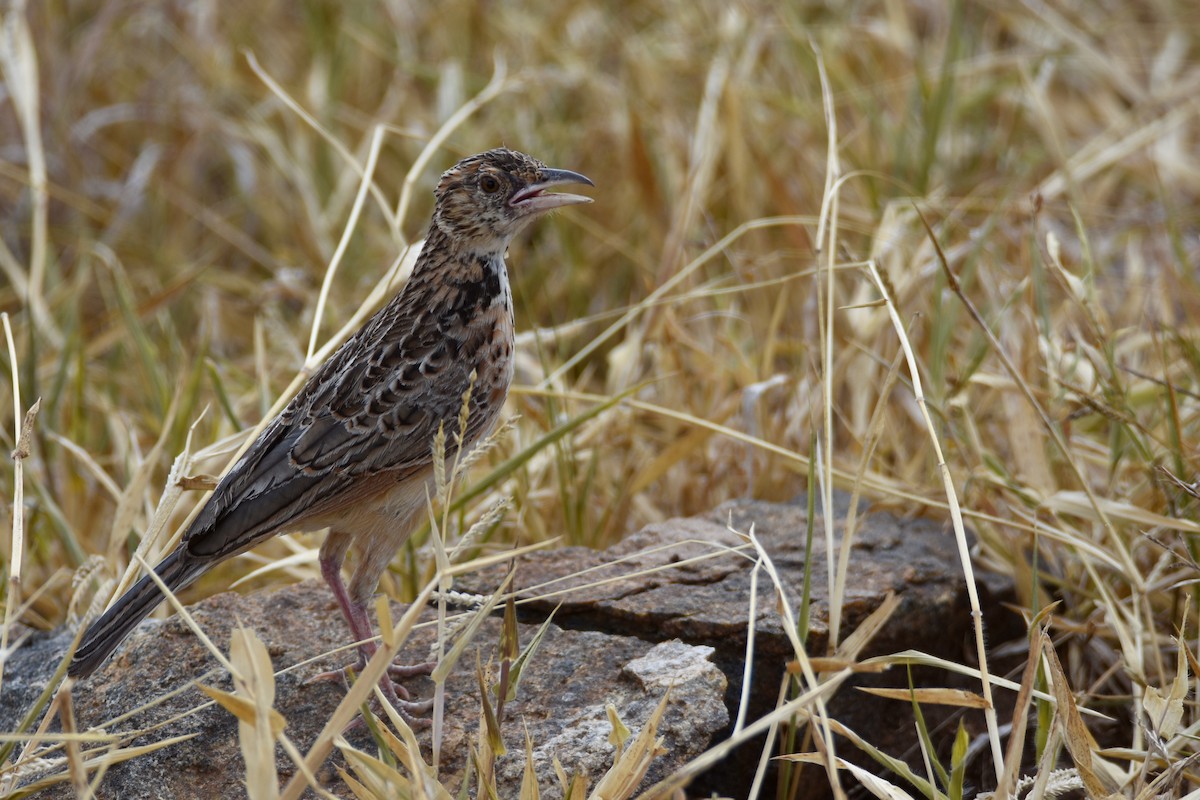 Red-winged Lark - ML633994078