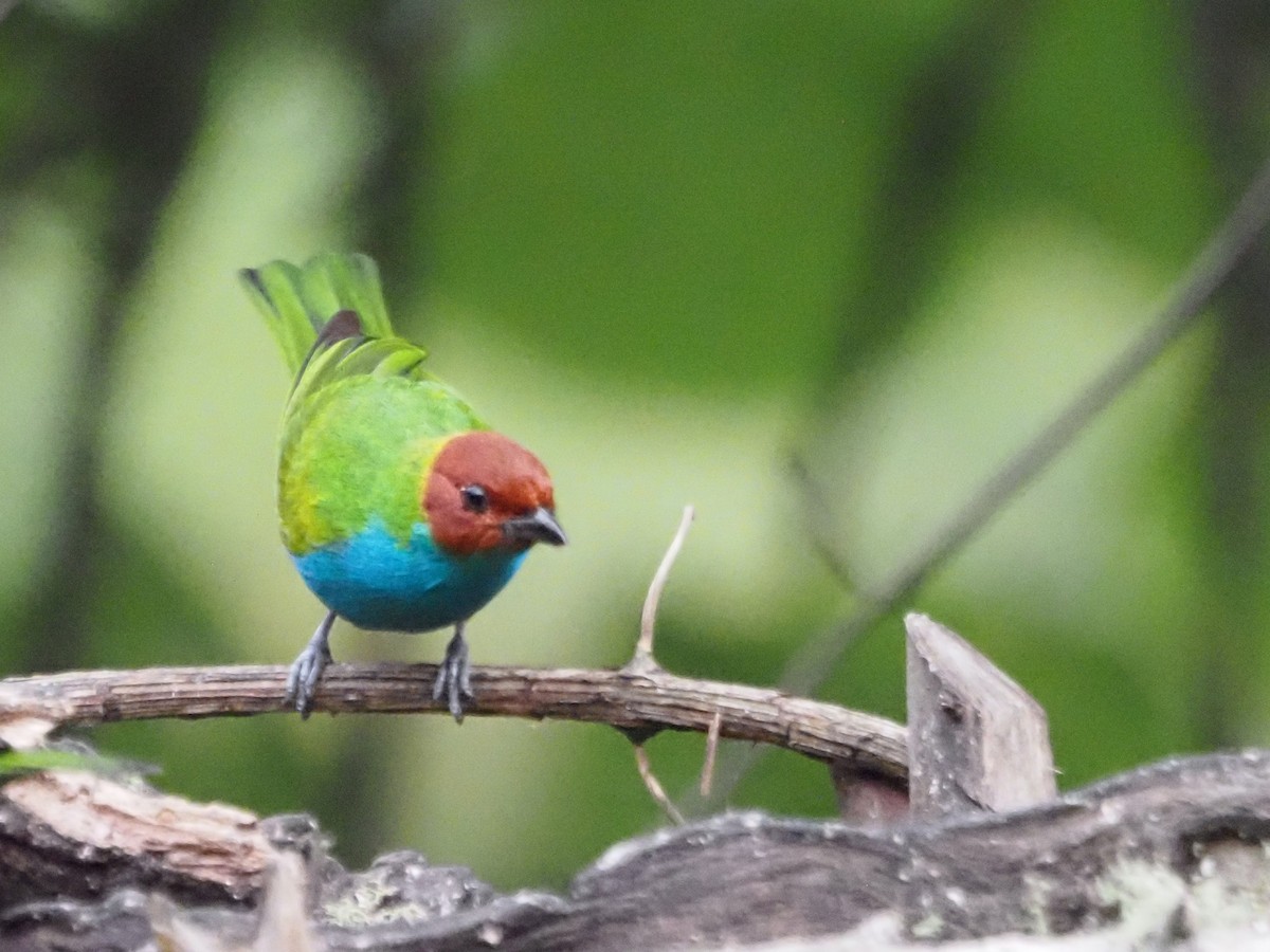Bay-headed Tanager - ML633994082