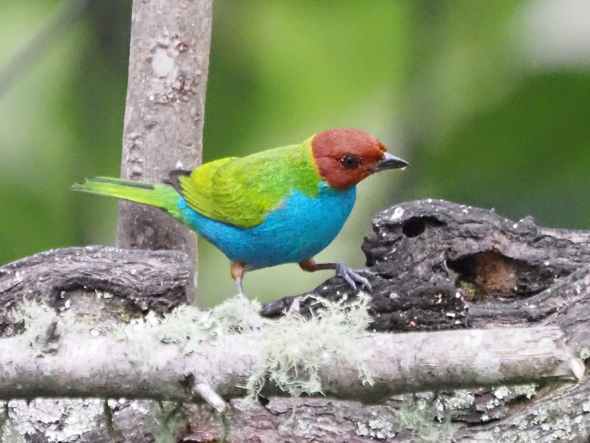 Bay-headed Tanager - ML633994083